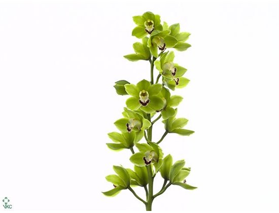 Cymbidium T Ali Anderson c1126