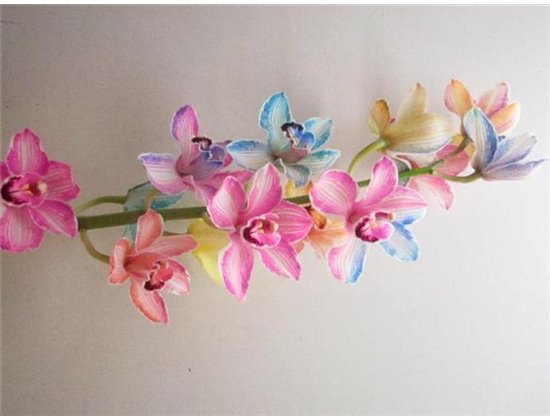 Cymbidium T G Rainbow L80 c1128