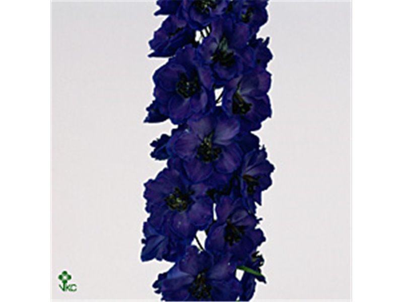 Delphinium El Delphinium Jewel c1167 Delphinium El Delphinium Jewel c1167