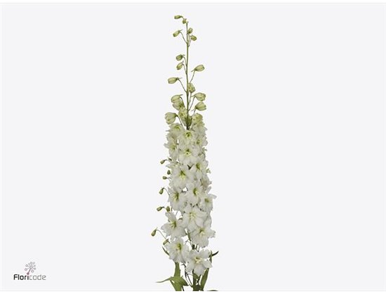 Delphinium El Dewi Impressive White c1168