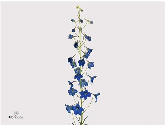 Delphinium En Volkerfried c1176