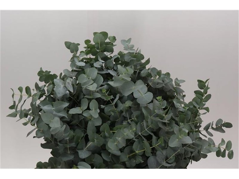 Evkaliptus Cinerea 300gr (p. bunch) c1527 Evkaliptus Cinerea 300gr (p. bunch) c1527