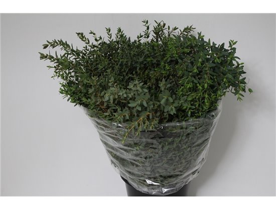 Evkaliptus Parvi Sa 300gr (p. bunch) c1552