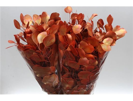 Evkaliptus Populus Blad. Orange Metallic (p. bunch) c1558