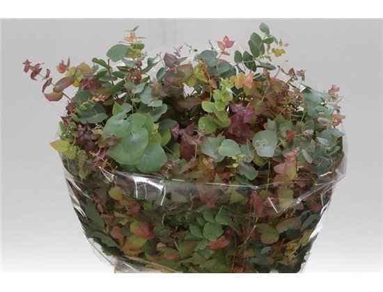 Evkaliptus Stuart Nature 150gr Short (p. bunch) c1565