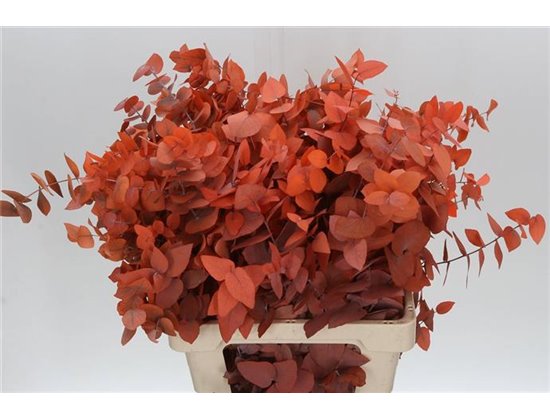 Evkaliptus Stuart. Orange (p. bunch) prepared c1572