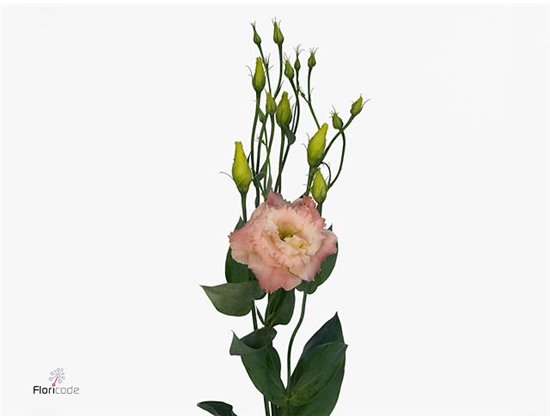 Eustoma Double Alissa Blue Flash c1584