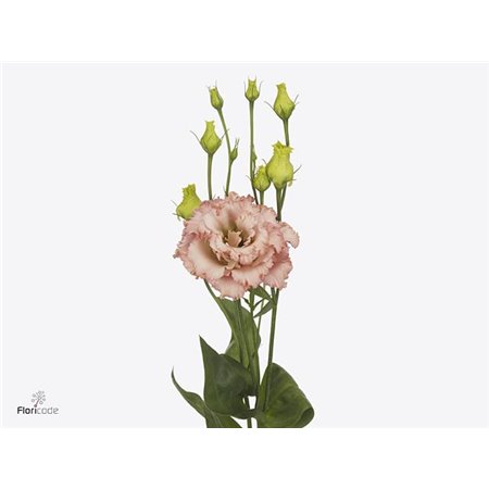 Eustoma Double Alissa Light Apricot c1587