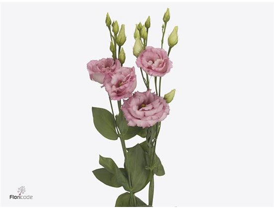 Eustoma Double Cotton Candy c1596