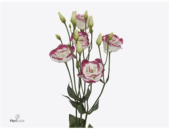 Eustoma Double Excal Hot Lips c1599