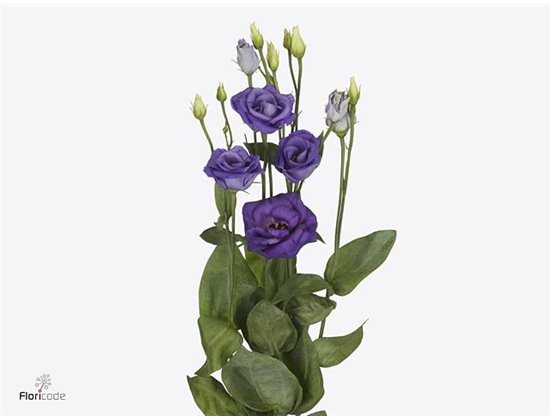 Eustoma Double Rosi Blue c1609