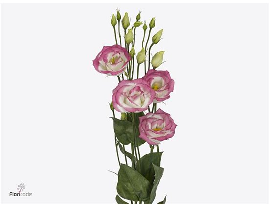 Eustoma Double Rosi Green c1626