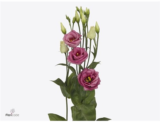 Eustoma Double Rosi Rose Pink c1634