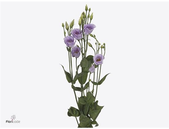 Eustoma Single Mixed in bucket c1646