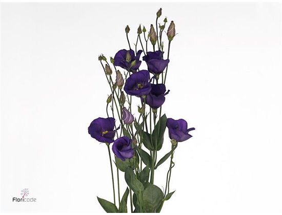 Eustoma Single Picco Violet c1648