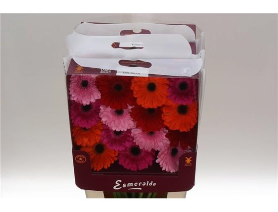 Gerbera .racket Gr Mixed Basis c1709