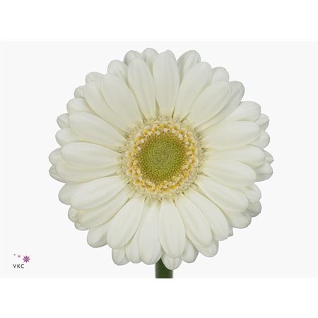 Gerbera .racket Gr White House c1718