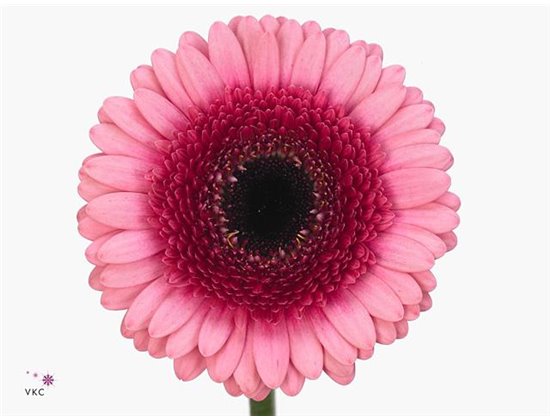 Gerbera .racket Mi Isabelle c1727