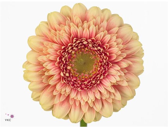 Gerbera .racket Mi Pomponi Bebob c1733