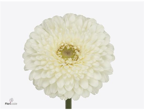Gerbera .racket Mi Pomponi Blanco c1735