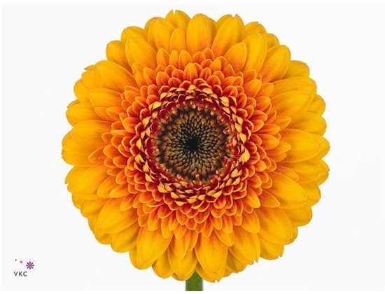 Gerbera .racket Mi Pomponi Bonita c1737
