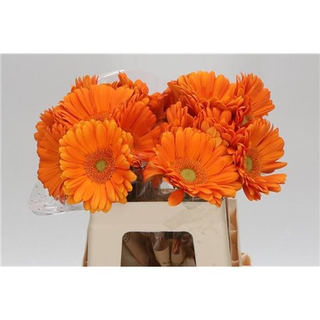 Gerbera * Terra Moon Kick x20 c1779