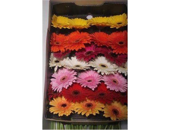 Gerbera Mixed per Row Box c1784