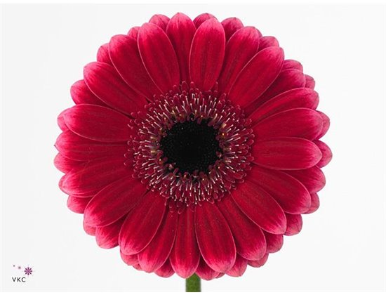 Mini Gerbera Anna x20 c1794