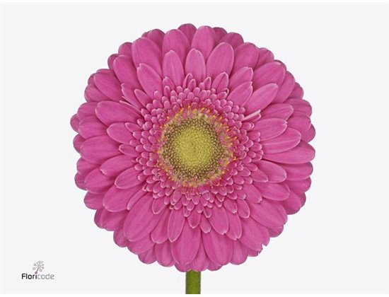 Mini Gerbera Bono x20 c1799