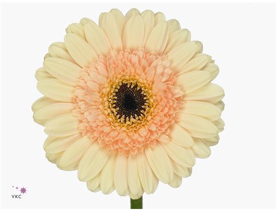 Mini Gerbera Cafe x20 c1801