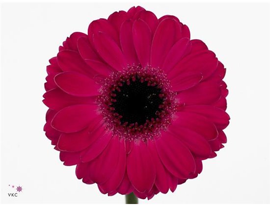 Mini Gerbera Cafe x20 c1802