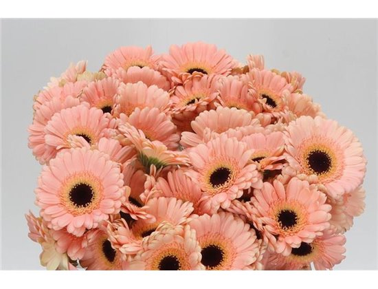 Mini Gerbera Espresso x20 c1815
