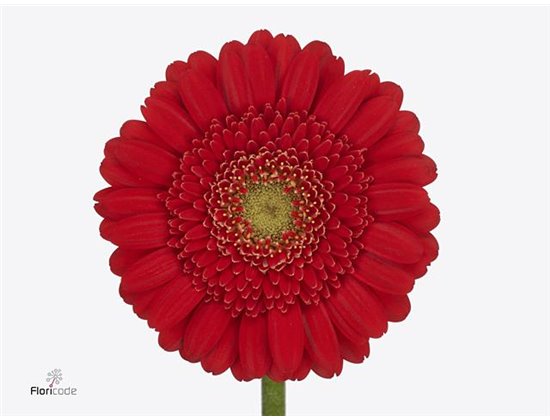 Mini Gerbera Ketchup x20 c1822