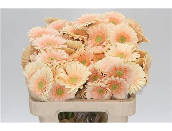 Mini Gerbera Miami x20 c1827
