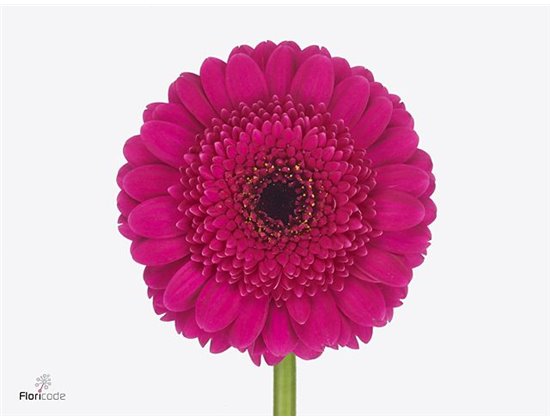 Mini Gerbera Noi x20 c1831