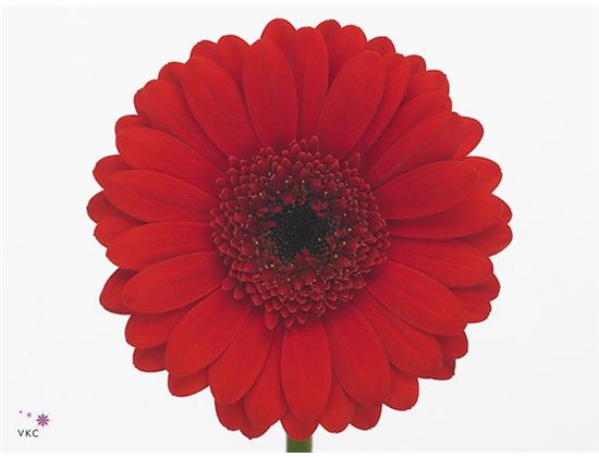 Mini Gerbera Sunshine x20 c1844