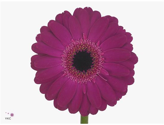 Mini Gerbera Ter Saffier x20 c1846