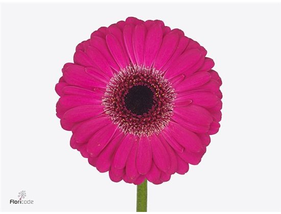 Mini Gerbera Vidal x20 c1849