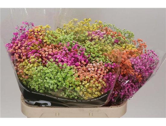 Gipsofila Dyed Lovely Rainbow c1901