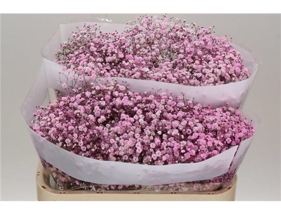 Gipsofila Dyed Pale Pink 30 c1906