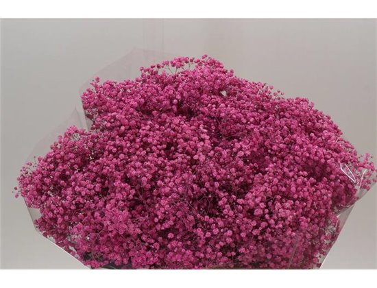 Gipsofila Dyed Xlence Cerise c1915