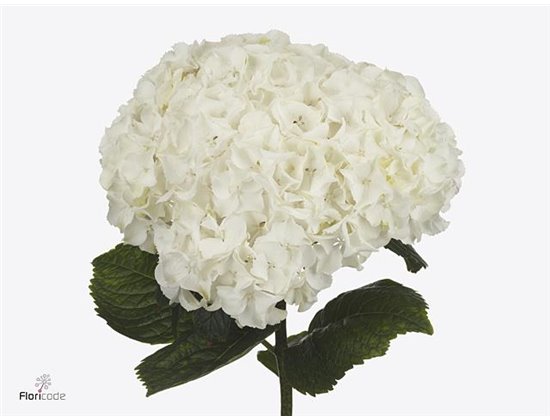 Hortenzija M Ch Allure c2016