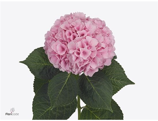 Hortenzija M Mag Coral c2028