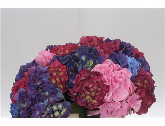 Hortenzija M Mixed 40cm c2034