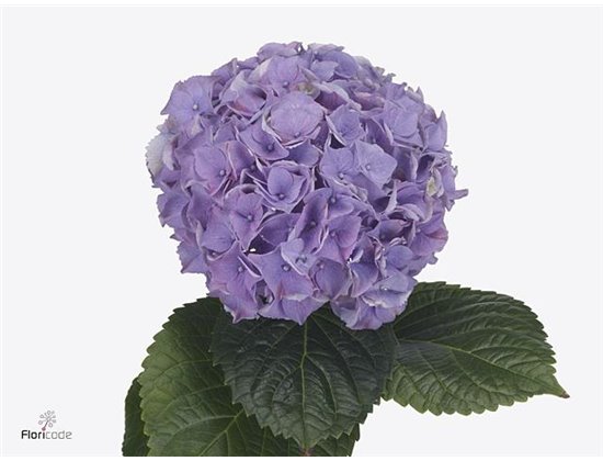 Hortenzija M My Beau Minerva c2040