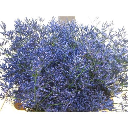 Limonium G Blue c2263