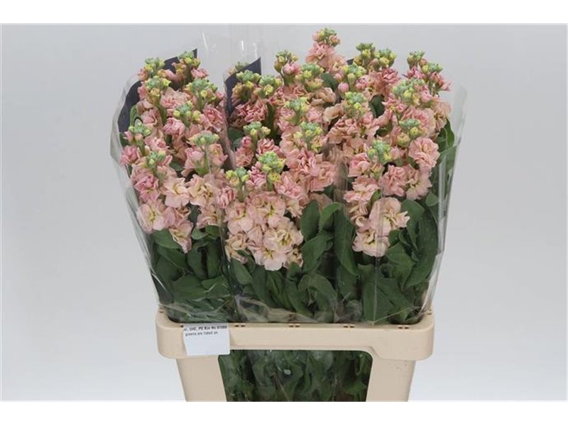 Matth. Apricot 65cm c2345 Matth. Apricot 65cm c2345