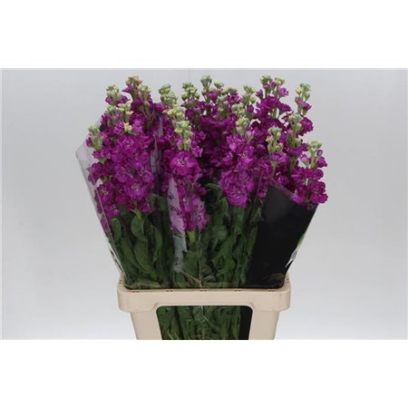 Matth. Blue 65cm c2347