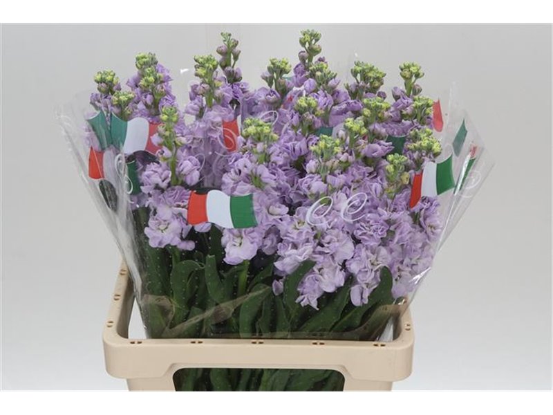 Matth. Marine 65cm c2354 Matth. Marine 65cm c2354