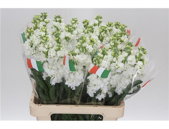 Matth. White 65cm c2358